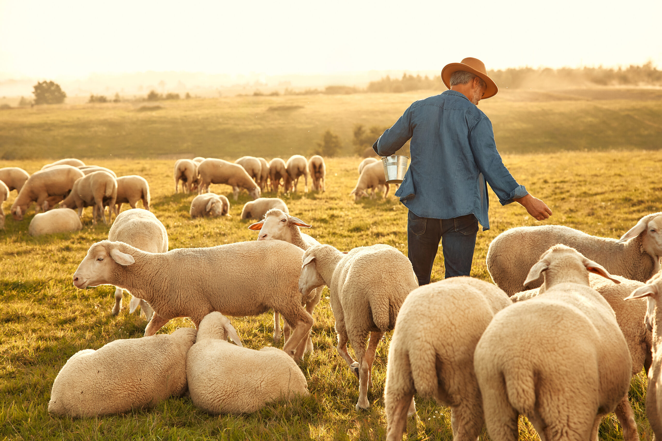 The Shepherd’s Calling: Leading Like David and Jesus